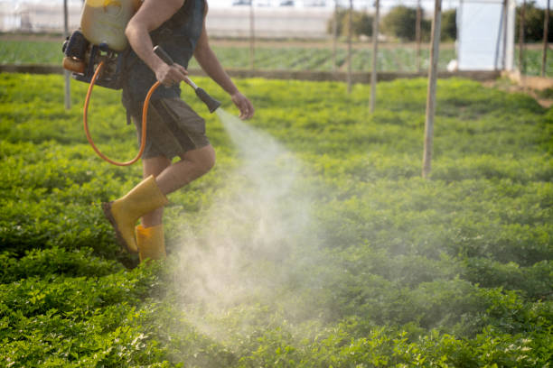 Best Ant Control Services  in Leadington, MO