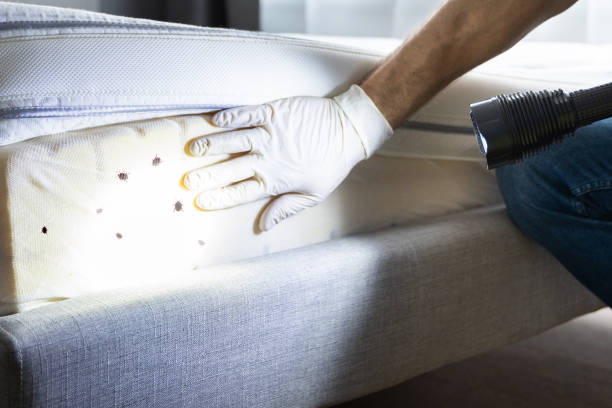 Best Affordable Pest Control Services  in Leadington, MO